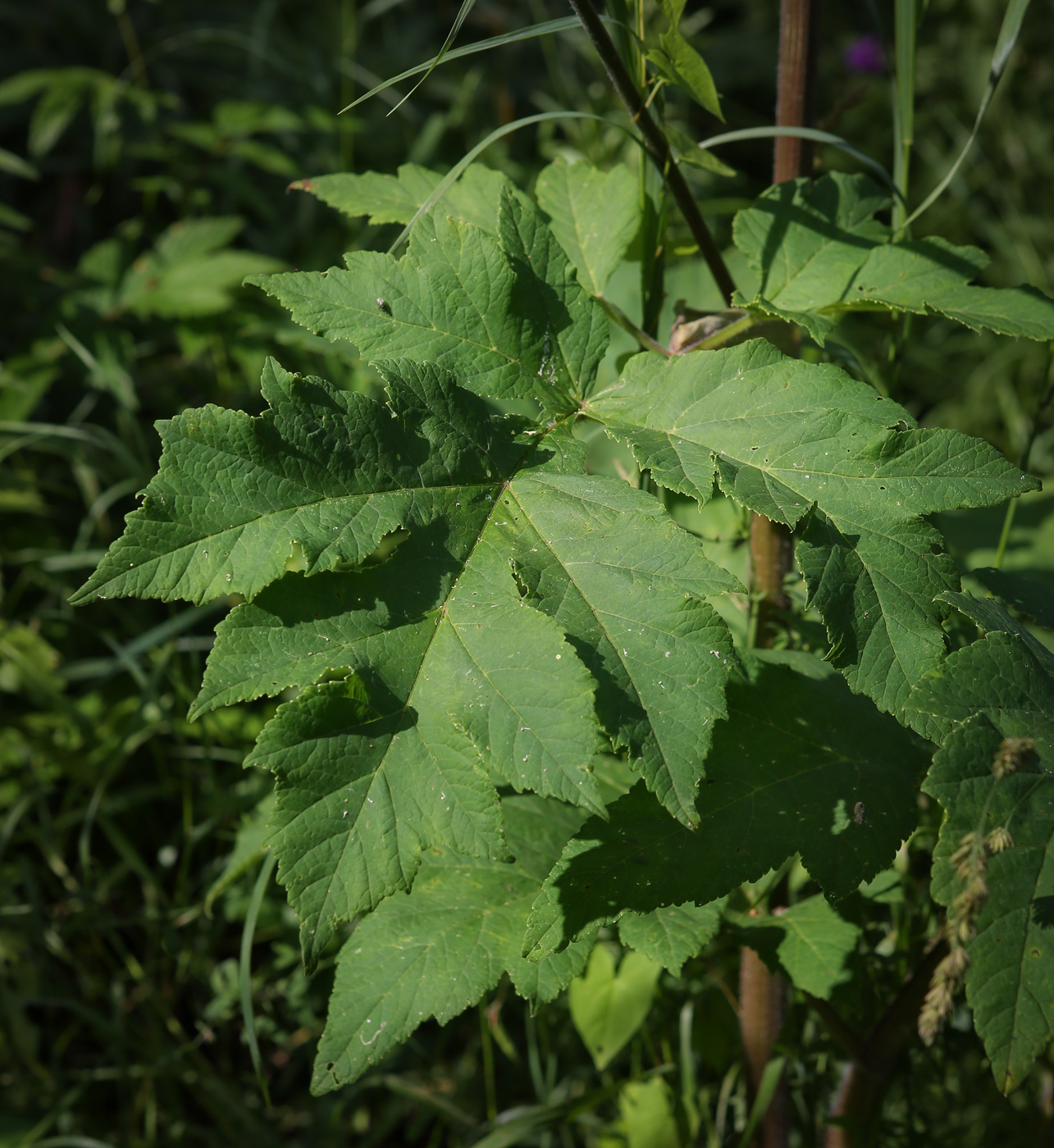 Изображение особи Heracleum sibiricum.