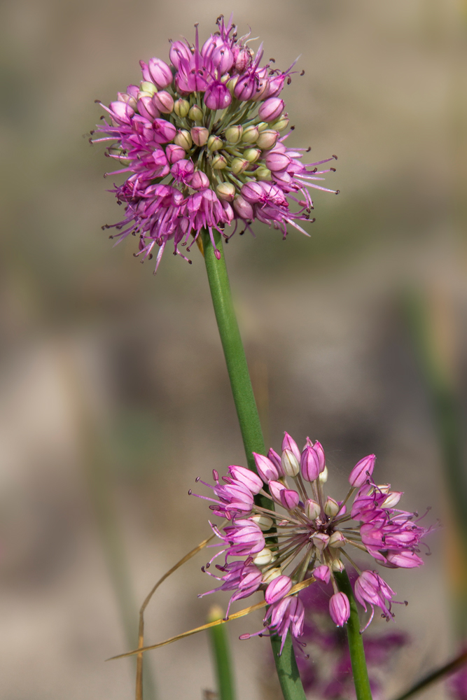 Image of Allium cretaceum specimen.