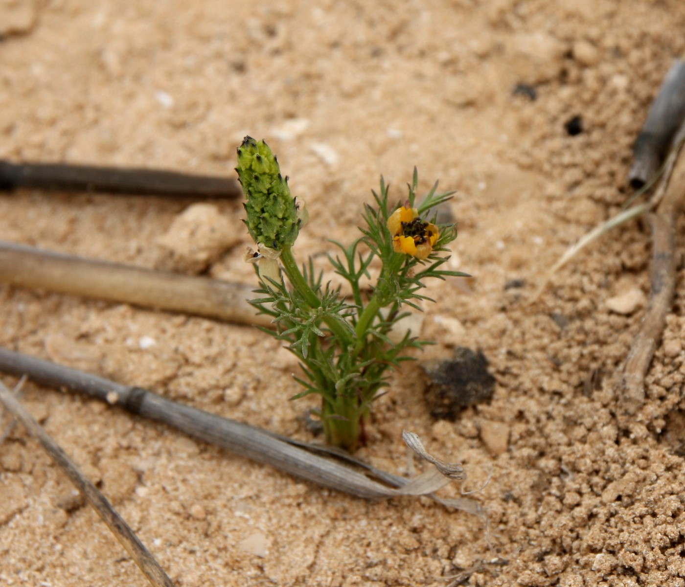 Image of Adonis dentata specimen.