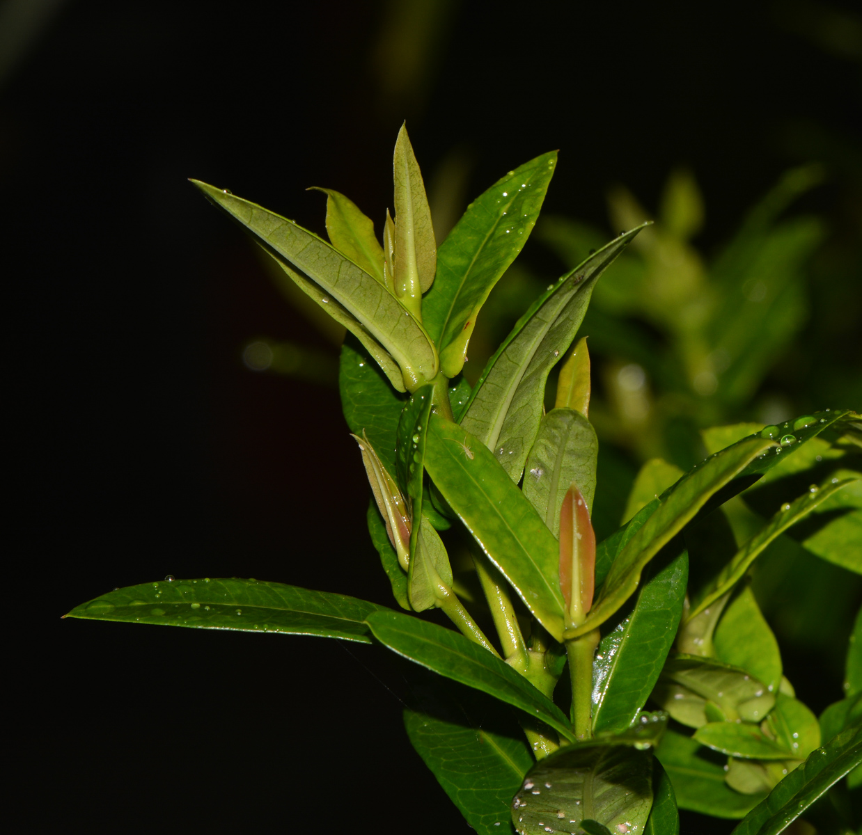 Image of Ixora coccinea specimen.