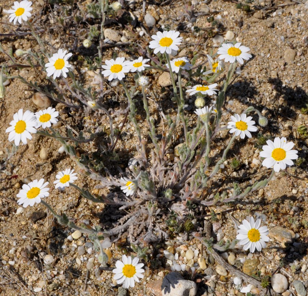 Image of Anthemis tomentosa specimen.