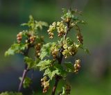 Ribes rubrum