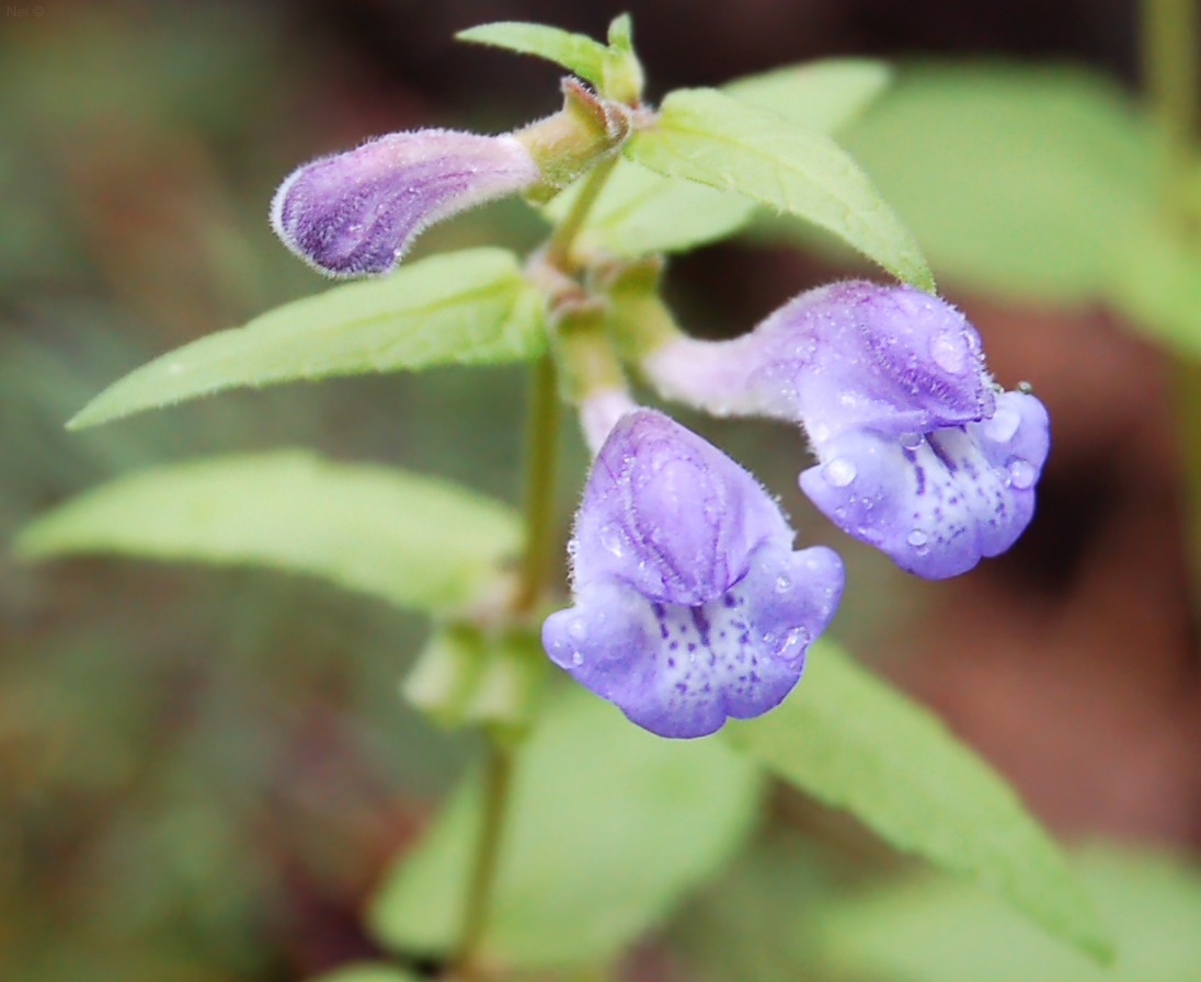 Image of Scutellaria galericulata specimen.