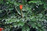 Spathodea campanulata. Верхушка ветви с цветком и плодом. Малайзия, о-в Калимантан, г. Кучинг, в культуре. 12.05.2017.