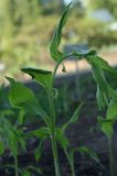 Polygonatum hirtum