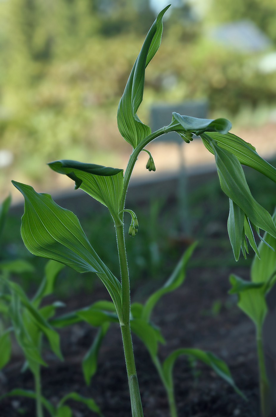 Image of Polygonatum hirtum specimen.