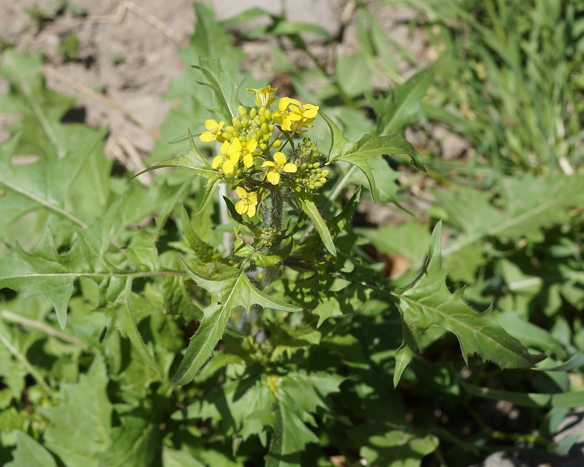 Image of Sisymbrium loeselii specimen.