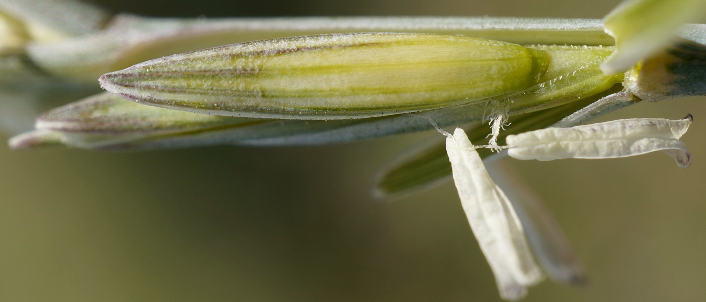 Изображение особи Elytrigia nodosa.