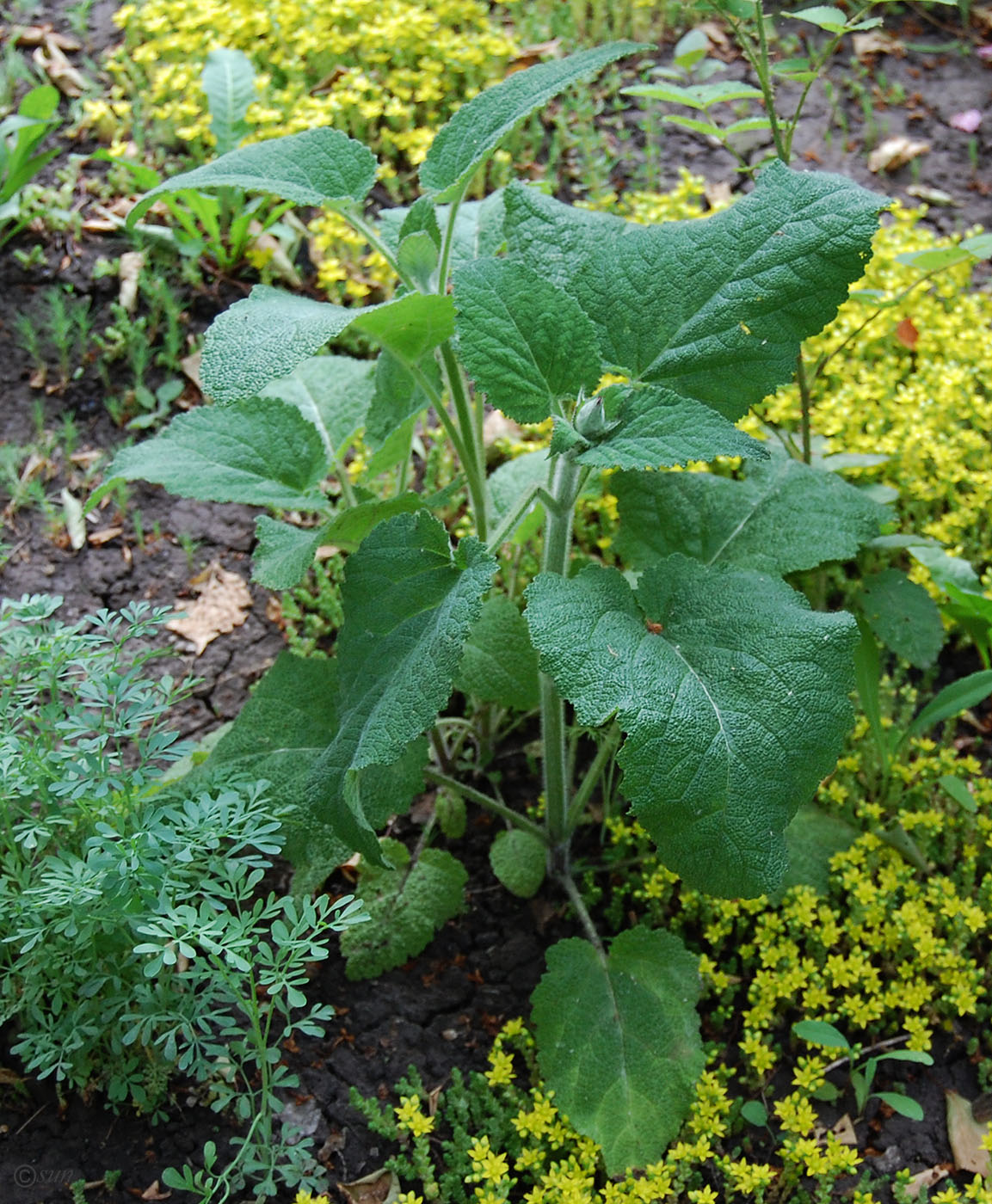 Изображение особи Salvia sclarea.