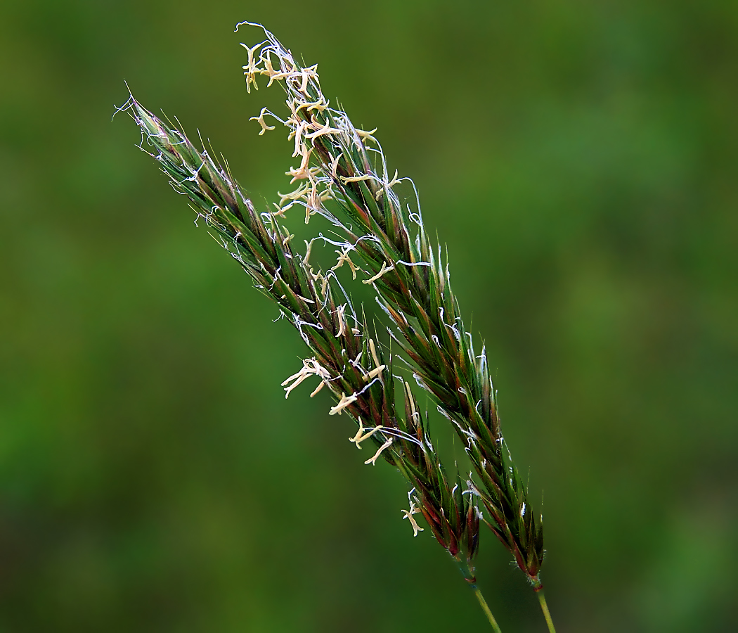 Image of Anthoxanthum odoratum specimen.