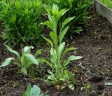 Erigeron annuus подвид lilacinus. Молодое растение. Московская обл., Раменский р-н, окр. дер. Хрипань, садовый участок. 01.06.2017.