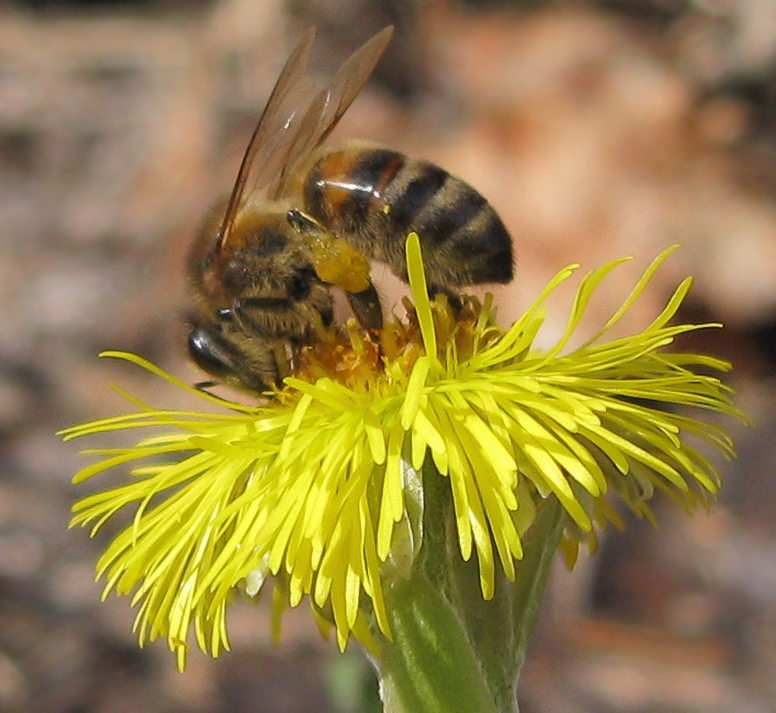 Image of Tussilago farfara specimen.