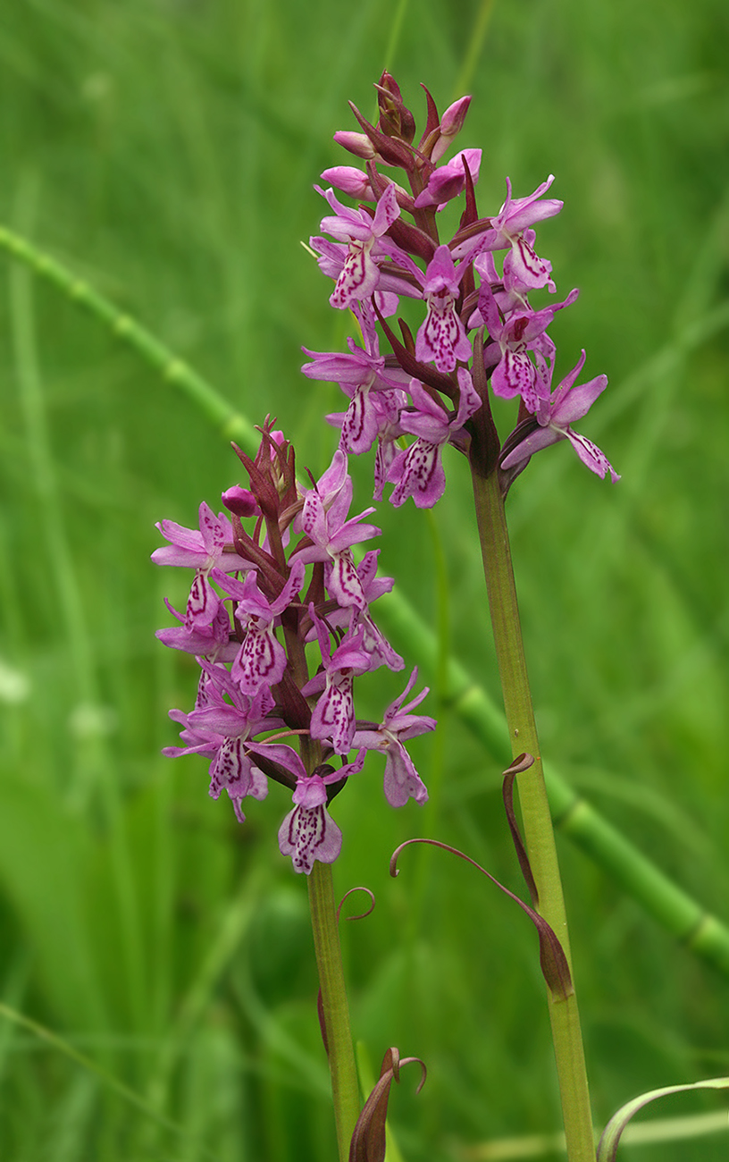 Изображение особи Dactylorhiza traunsteineri.