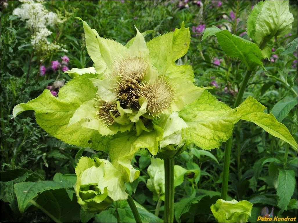 Изображение особи Cirsium oleraceum.