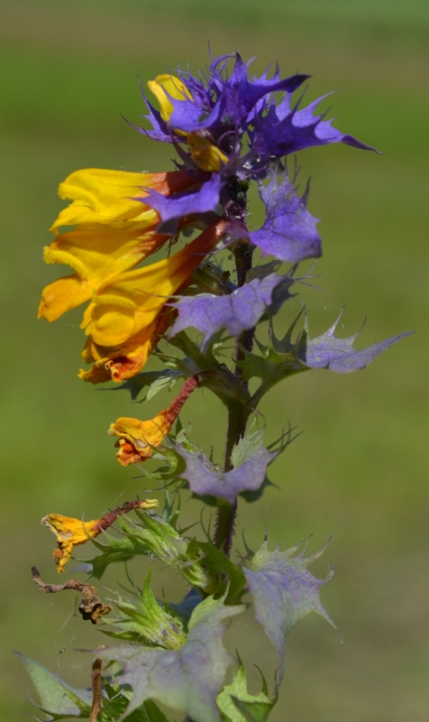 Image of Melampyrum nemorosum specimen.