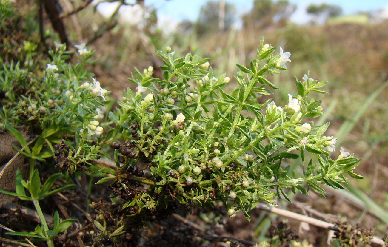 Изображение особи Galium humifusum.