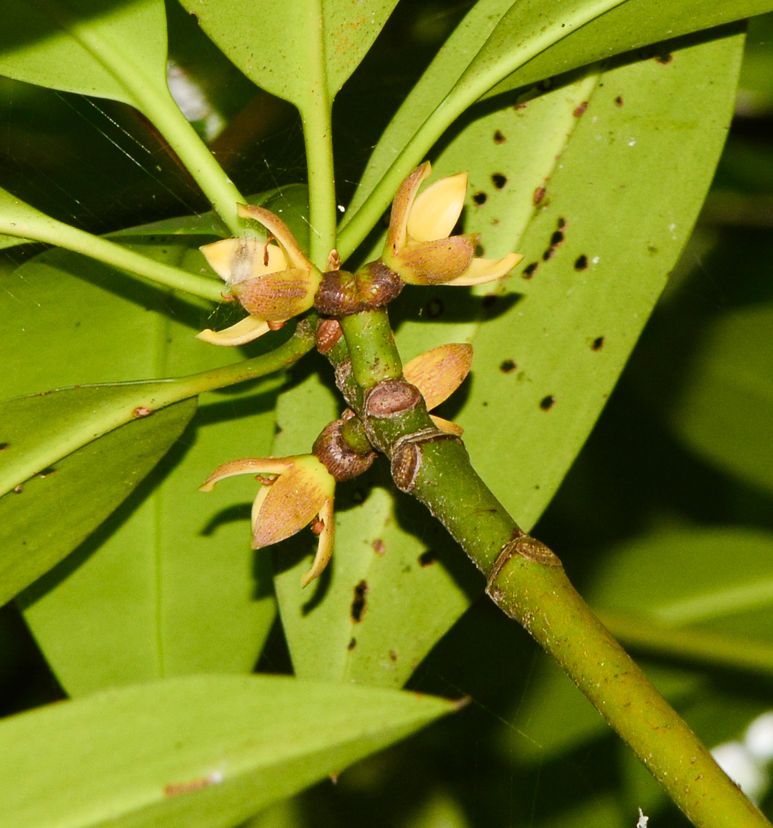 Изображение особи Rhizophora mucronata.