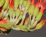 Combretum microphyllum