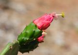 Opuntia cochenillifera