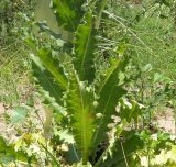 Verbascum jordanicum