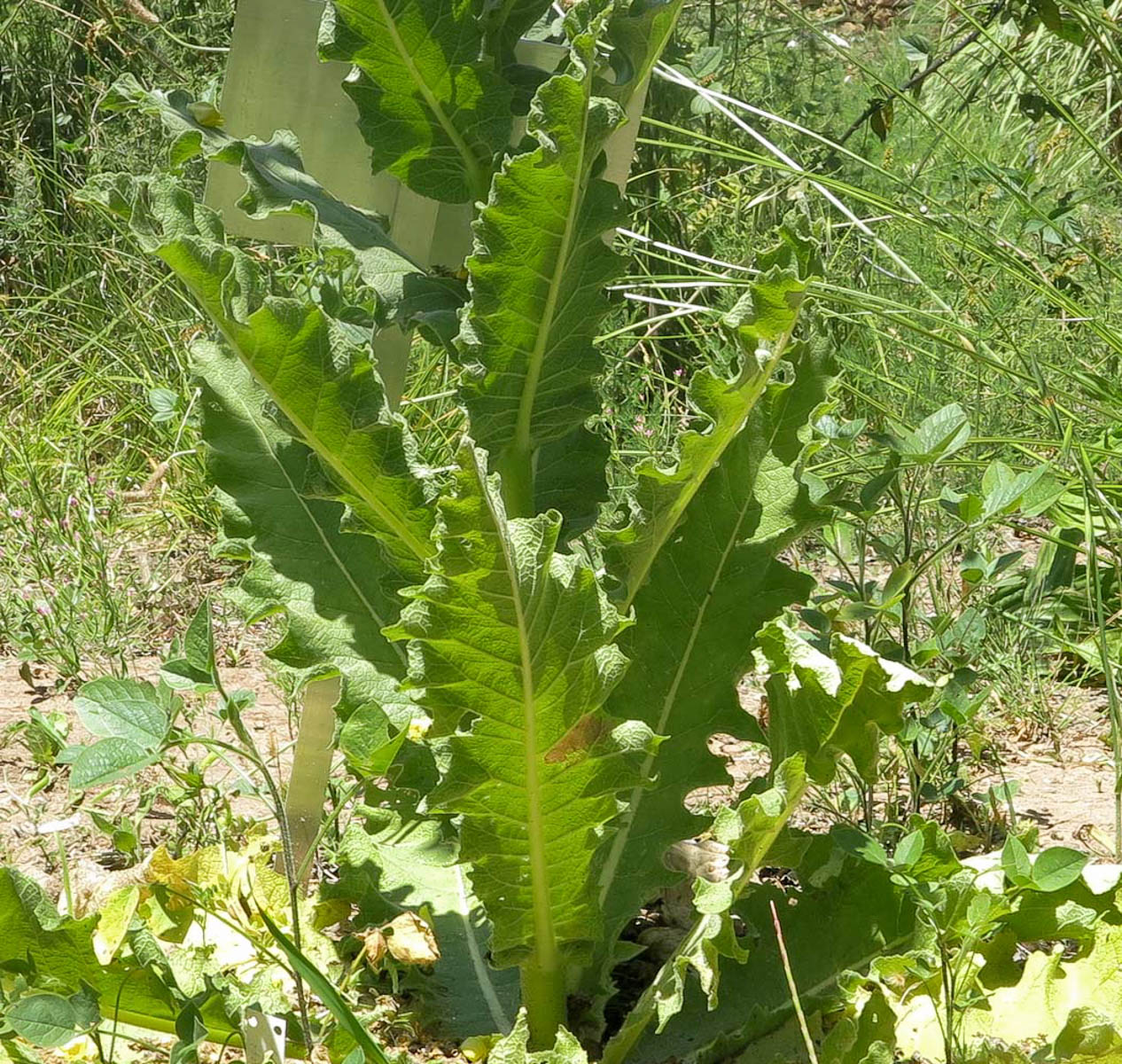 Изображение особи Verbascum jordanicum.