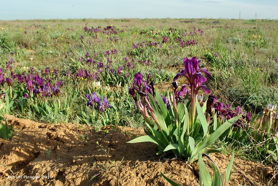 Image of Iris scariosa specimen.