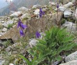 Campanula collina. Цветущее растение. Кабардино-Балкария, Эльбрусский р-н, долина р. Адылсу, окр. ледн. Башкара, ок. 2650 м н.у.м., каменистое место. 23.08.2017.