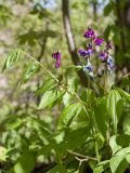 Lathyrus vernus. Верхушка побега с соцветиями. Ленинградская обл., Кировский р-н, дер. Васильково; склон долины р. Лава, широколиственный лес, у тропы. 04.06.2017.