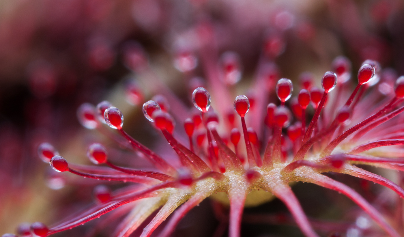 Image of Drosera rotundifolia specimen.