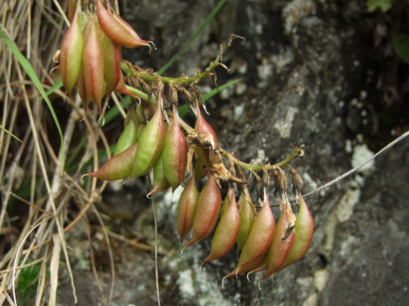 Изображение особи Astragalus tugarinovii.