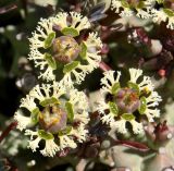 Euphorbia caput-medusae