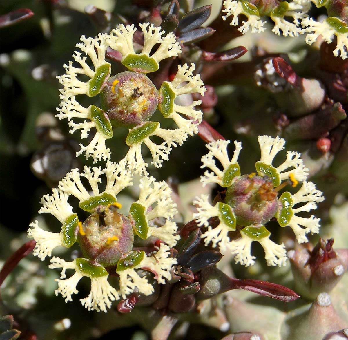 Image of Euphorbia caput-medusae specimen.