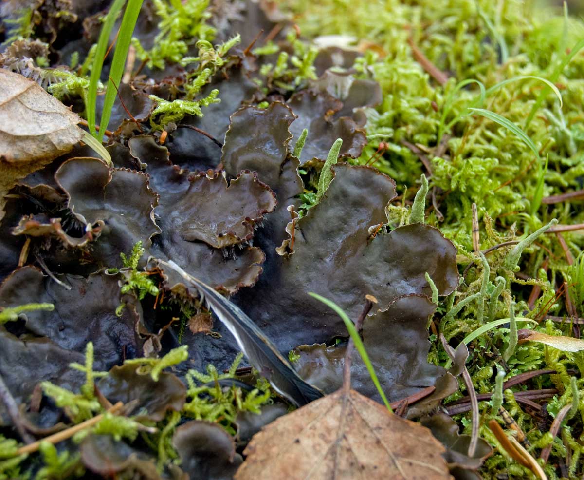 Image of genus Peltigera specimen.