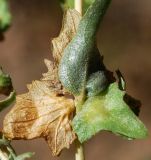 Atriplex tatarica