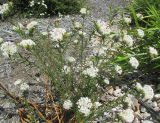 Pimelea linifolia