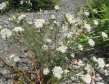 Pimelea linifolia. Цветущее растение. Австралия, г. Брисбен, ботанический сад. 11.09.2016.
