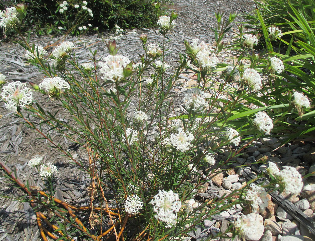 Изображение особи Pimelea linifolia.