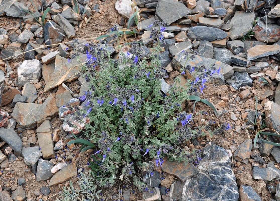 Image of Lophanthus subnivalis specimen.