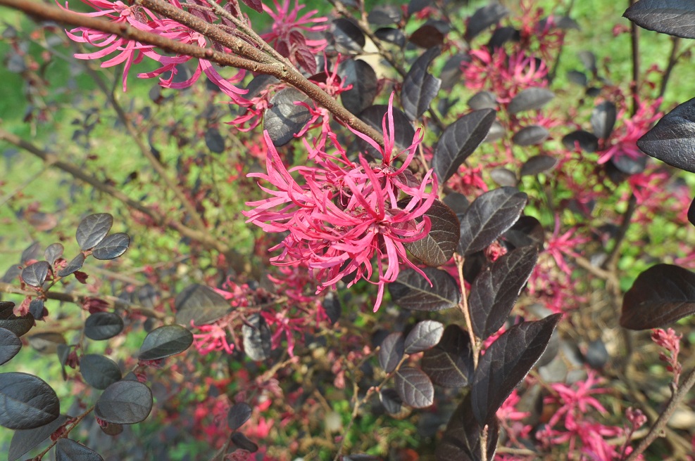 Image of Loropetalum chinense var. rubrum specimen.