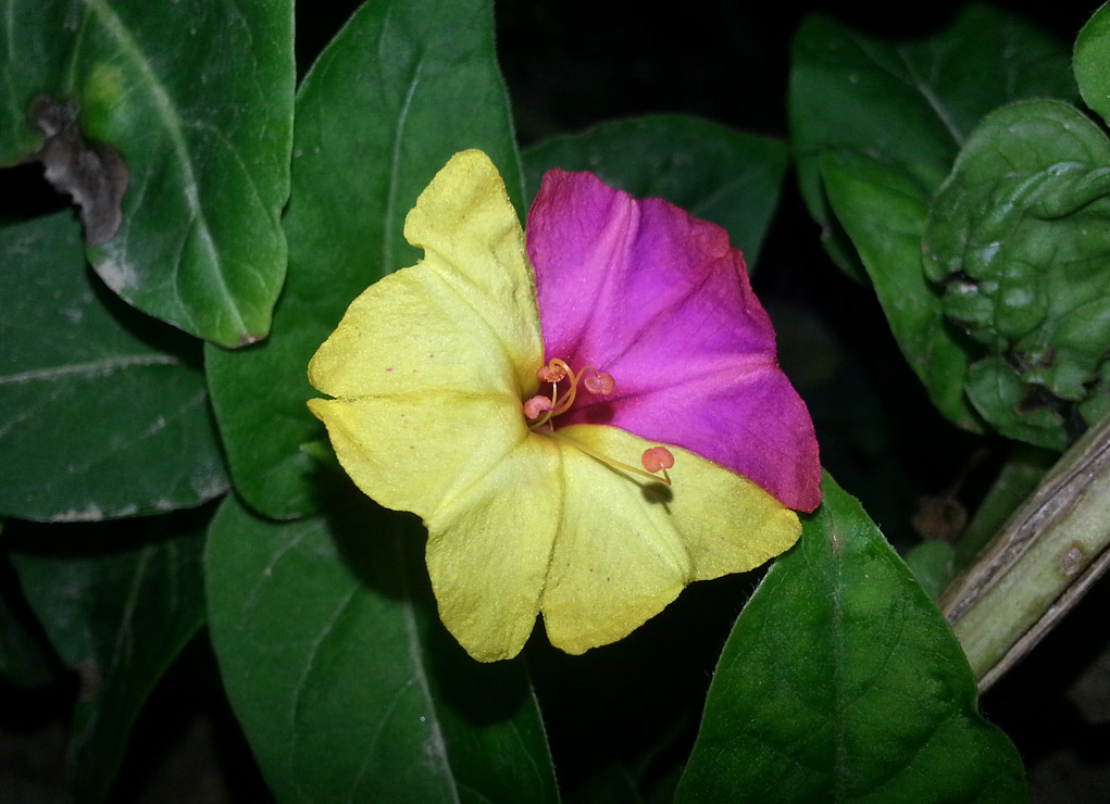 Image of Mirabilis jalapa specimen.