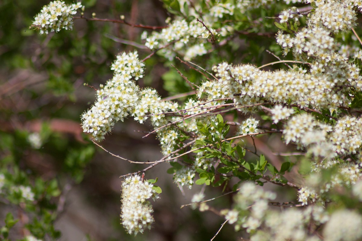 Image of Spiraea hypericifolia specimen.