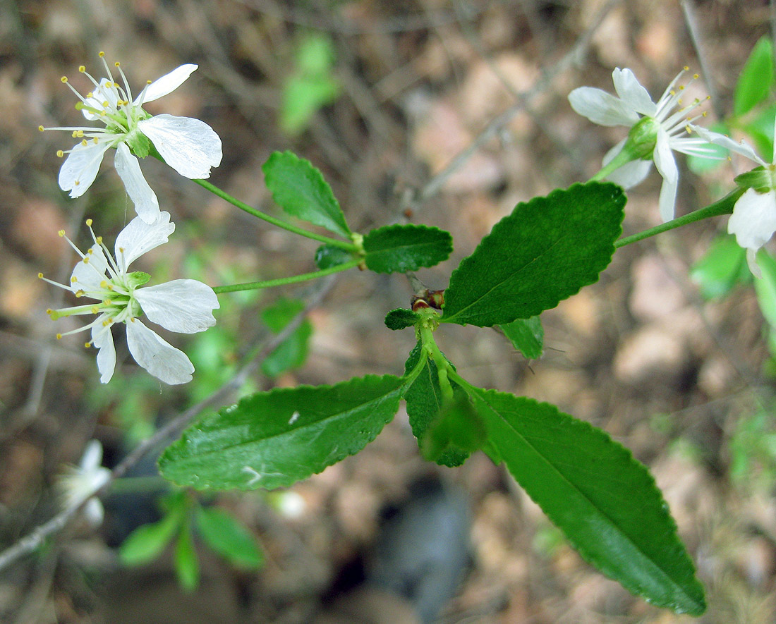 Image of Cerasus fruticosa specimen.