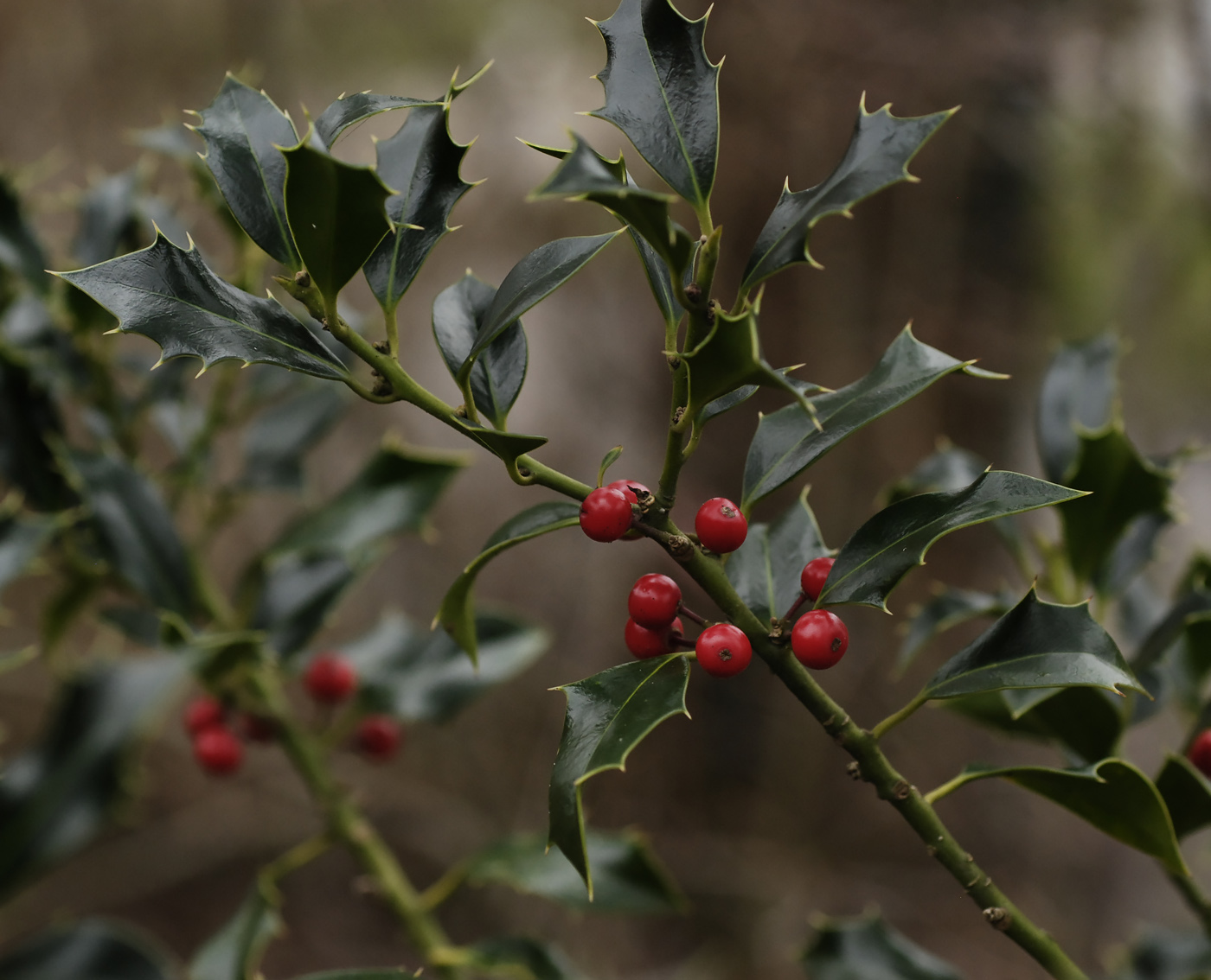 Изображение особи Ilex aquifolium.