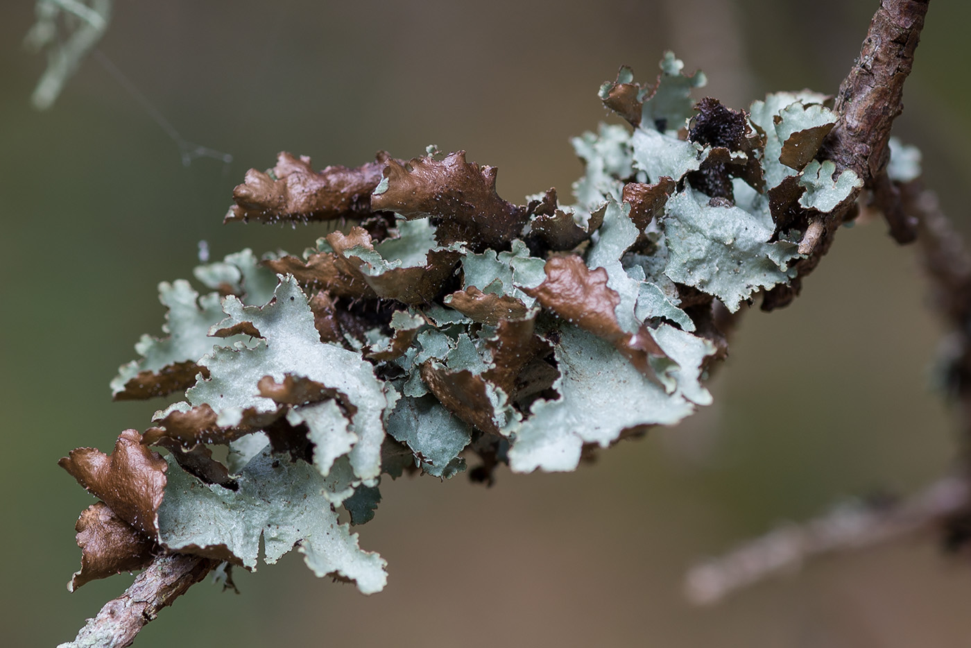 Изображение особи Platismatia glauca.