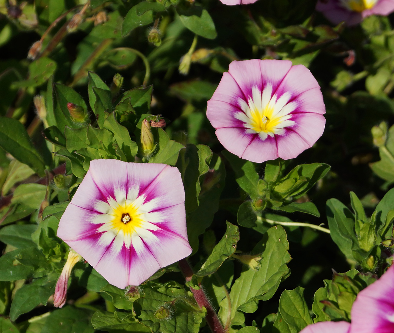 Image of Convolvulus tricolor specimen.