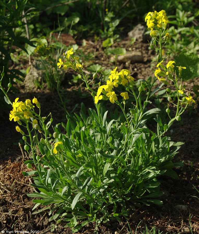 Изображение особи Alyssoides utriculata.