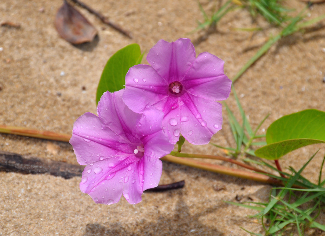 Изображение особи Ipomoea pes-caprae.