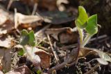 Asarum europaeum. Побеги с распускающимися листьями. Санкт-Петербург, Пушкинский р-н, Павловский парк, правый берег р. Славянки. 14.05.2017.