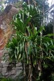 Pandanus dubius