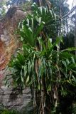 Pandanus dubius. Вегетирующие растения. Малайзия, о-в Калимантан, национальный парк Бако, песчаный пляж у подножия прибрежных скал. 09.05.2017.